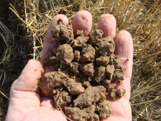 Boden Detail nach Pflug.JPG