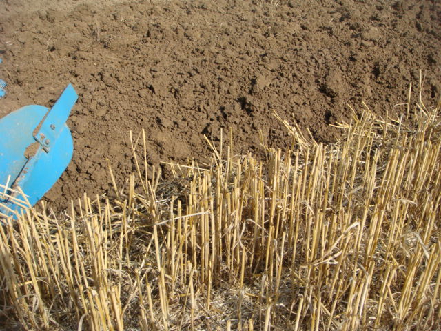 Pflügen vor Raps.JPG