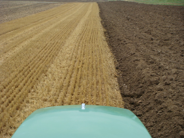 Stoppelsturz Weizen.JPG