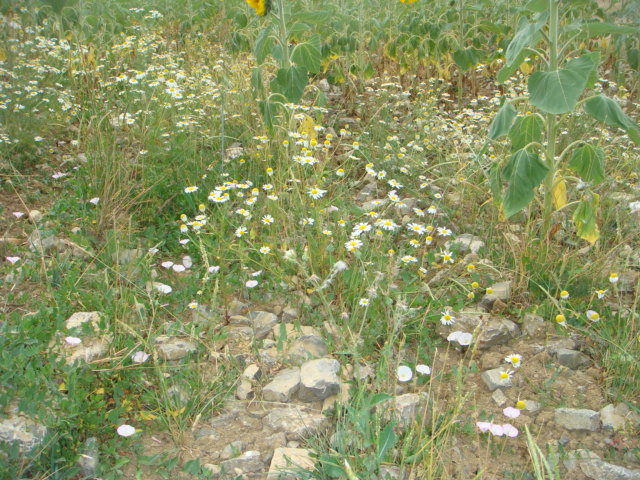 Bio Sonnenblumen und Kamille auf Muschelkalk.JPG