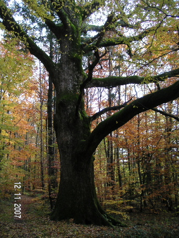 alte Eiche 2.jpg
