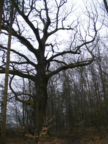 alte Eiche 3.jpg