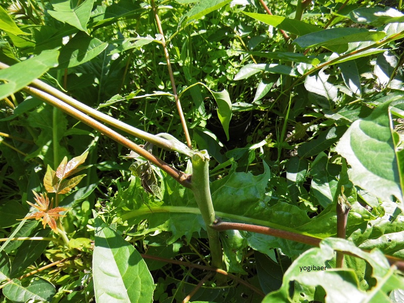 Verbiss  juli 2015.jpg