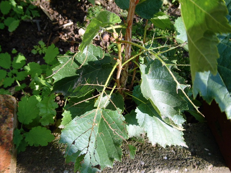 Frassbild, Craesus septentrionalis, Breitfüssige Birkenblattwespe.jpg