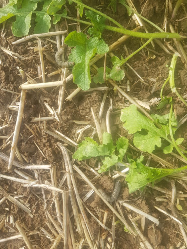 Nach Karate Zeon 1.jpg