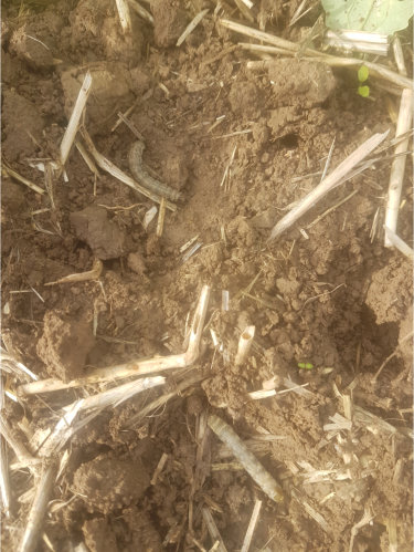 Nach Karate Zeon 2.jpg