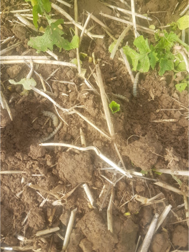 Nach Karate Zeon 3.jpg