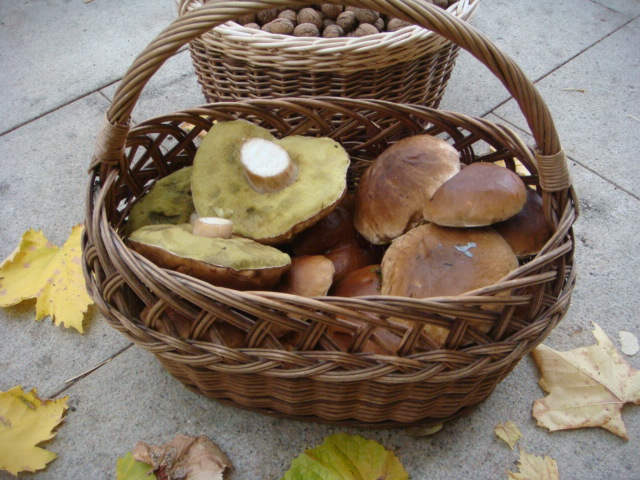 Birkensteinpilz 2019.JPG