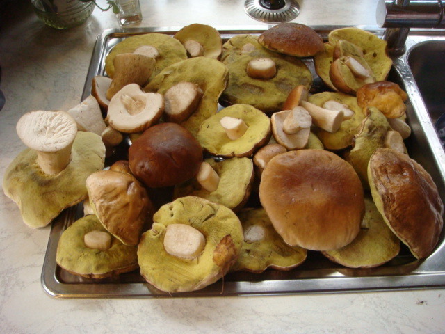 Birkensteinpilz und Steinpilze 2019.JPG