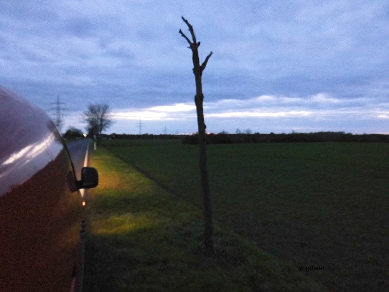 Ahorn, Rußpilz, Weißfäule.jpg