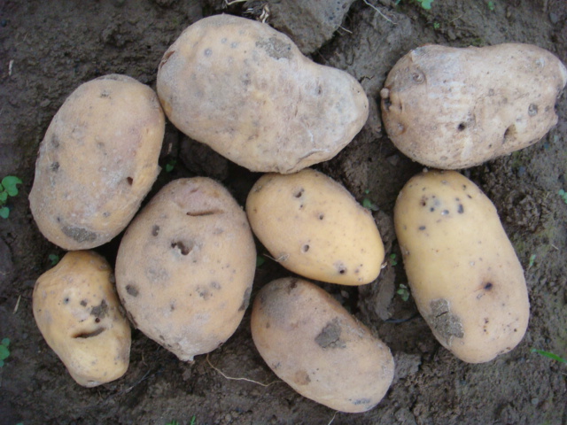 Bio-Kartoffeln.JPG