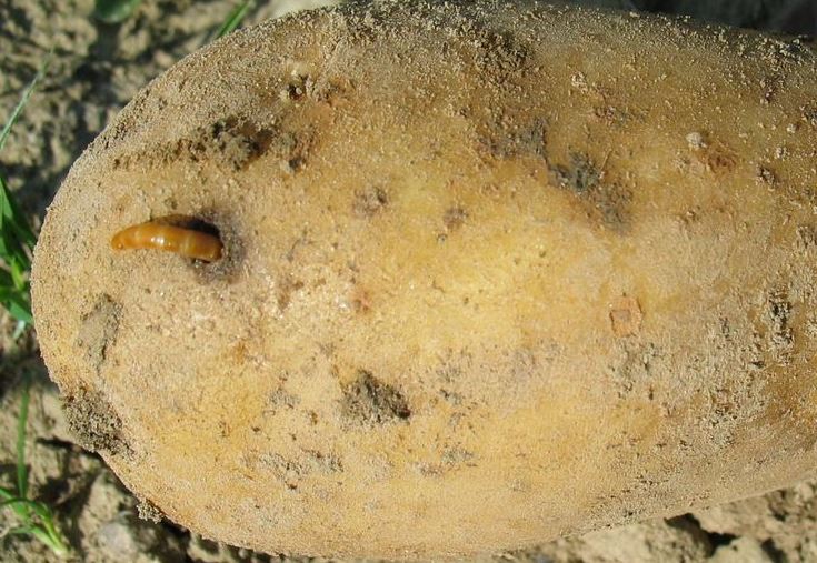 Bio-Kartoffel mit Drahtwurm.JPG