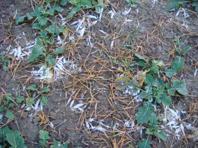 AFS im Raps Neujahr 2020.JPG