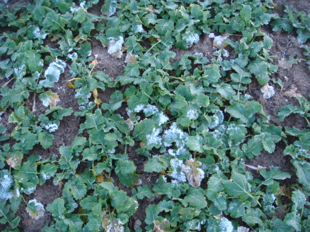 Winis Pflugraps Neujahr 2020.JPG