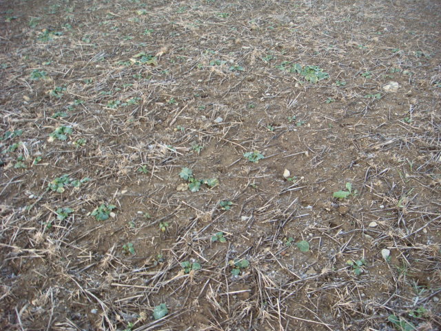 Grubber-Raps Neujahr 2020.JPG