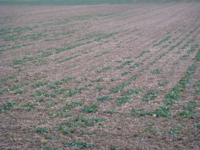 50cm-Raps Neujahr 2020.JPG