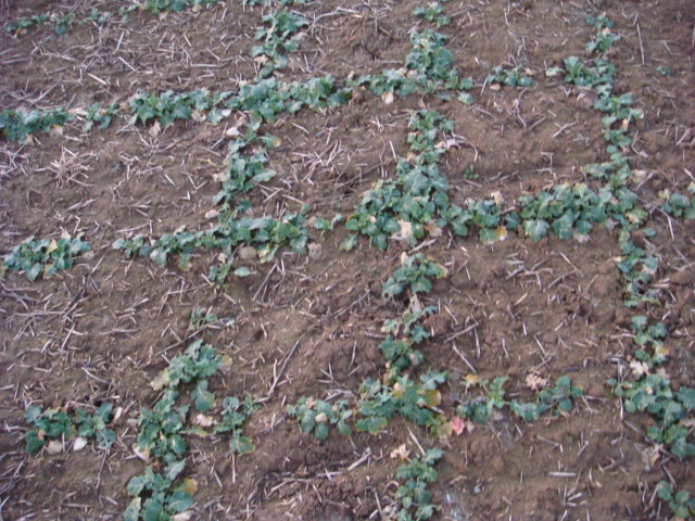 50cm Raps Vorgewende Neujahr 2020.JPG