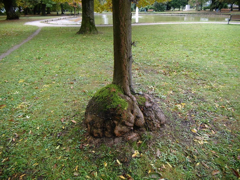 Gleditsia triacanthos, Maserknolle.jpg