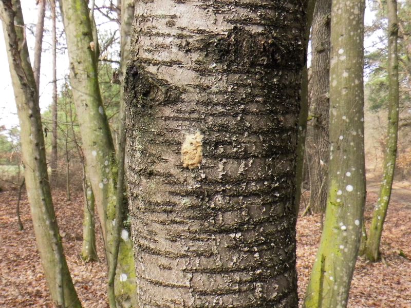 Schwammspinner, Lymantria dispar, Gelege.JPG