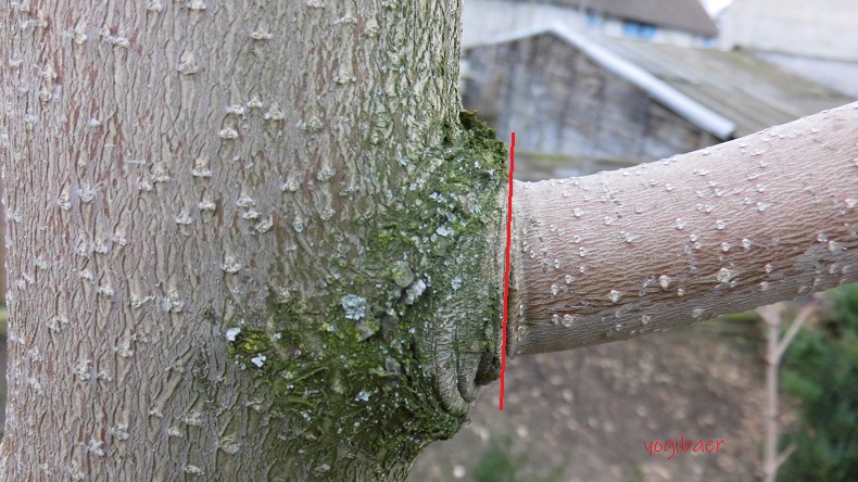 Schnittführung Astring.jpg