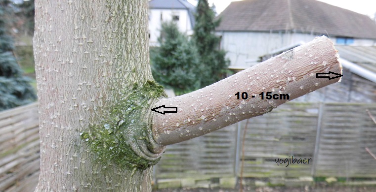 Stumpflänge stärkere Äste.jpg