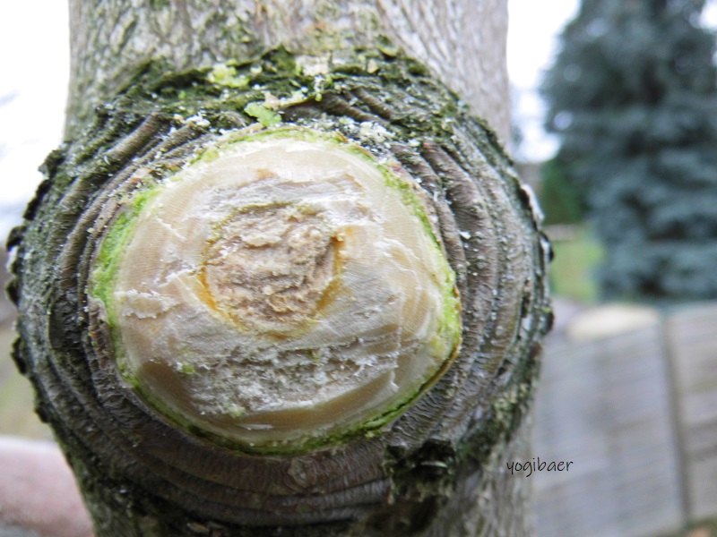 Nachschneiden des Wundrandes.jpg