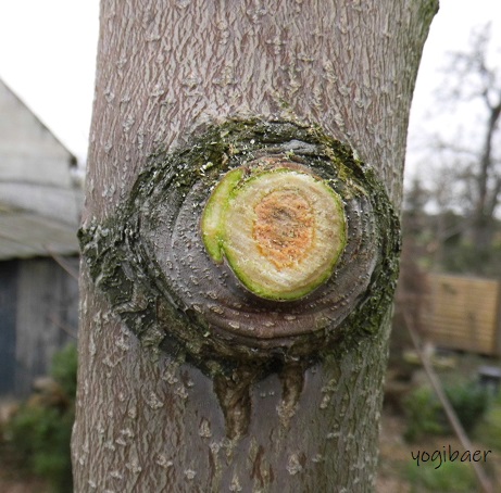 Schnitt auf Astring 1.jpg