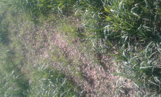 Sommergerste 2020_01.jpg