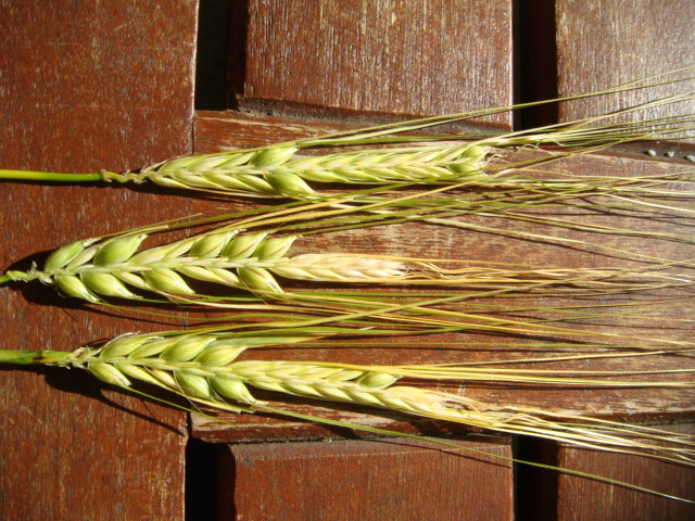 Frostschaden 2-zeilige Wintergerste.JPG