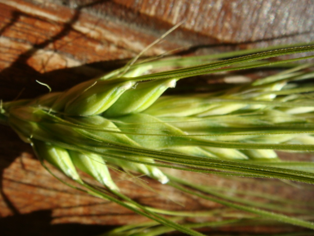 Detail Frostschaden Mz Wintergerste.JPG