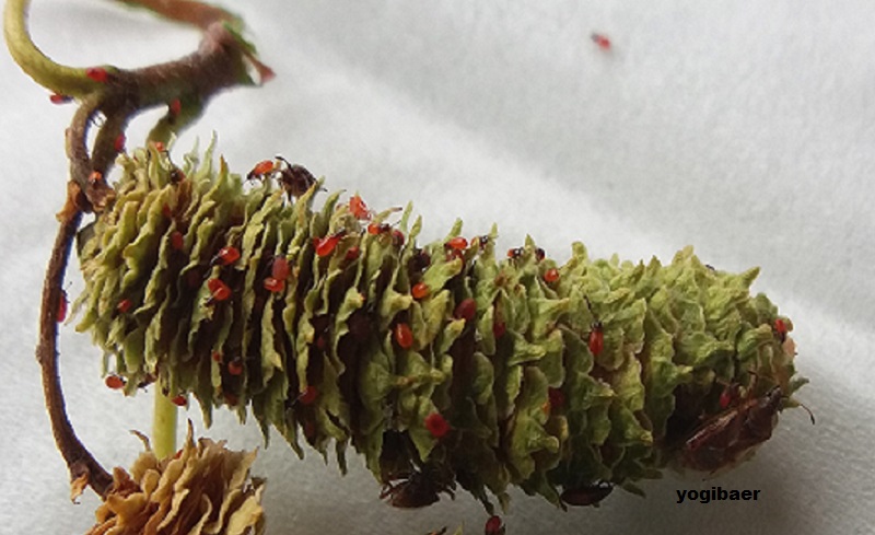 Birkenwanze  Nymphen 2.jpg