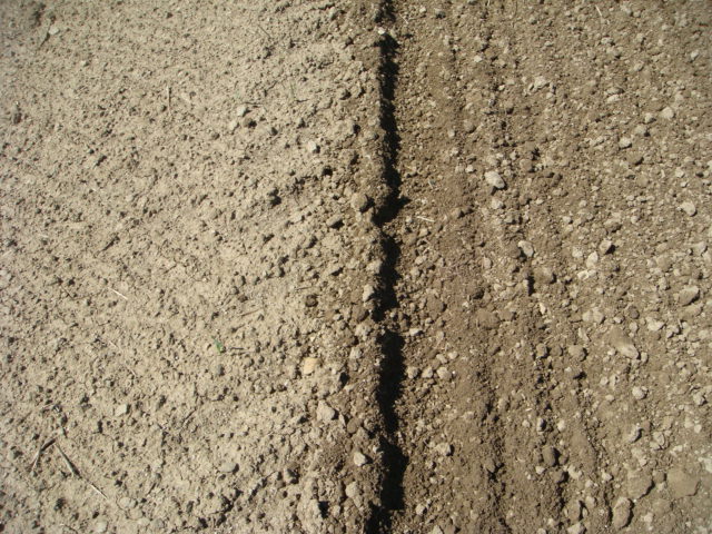 Winis Boden vor und nach der Rapssaat.JPG