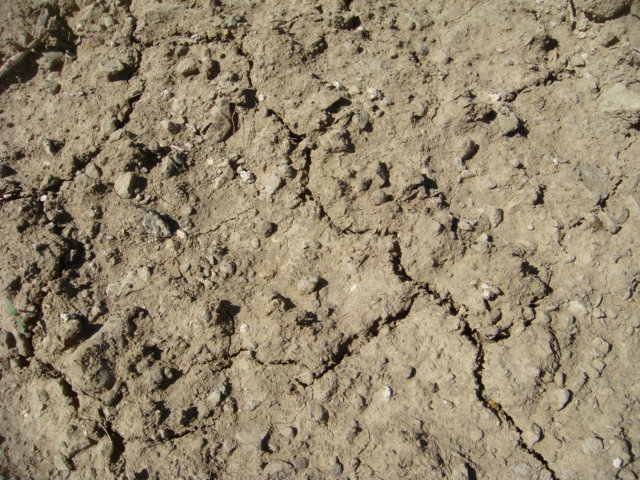 Winis verschlämmter Ackerboden.JPG