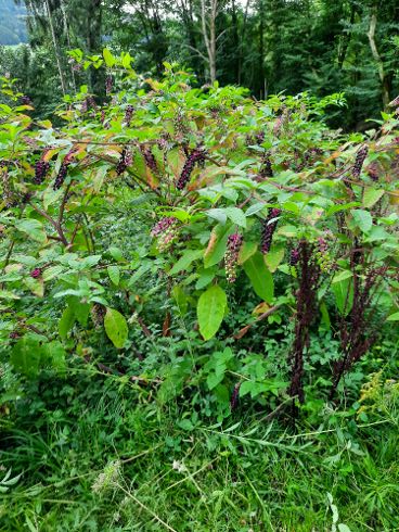 20200831_171729 (490x368).jpg