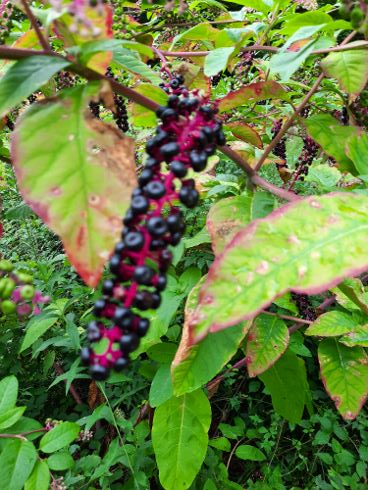 20200831_171735 (490x368).jpg