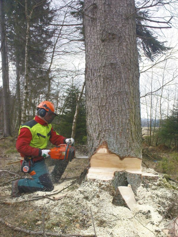 11Ich beim Fällschnitt.jpg