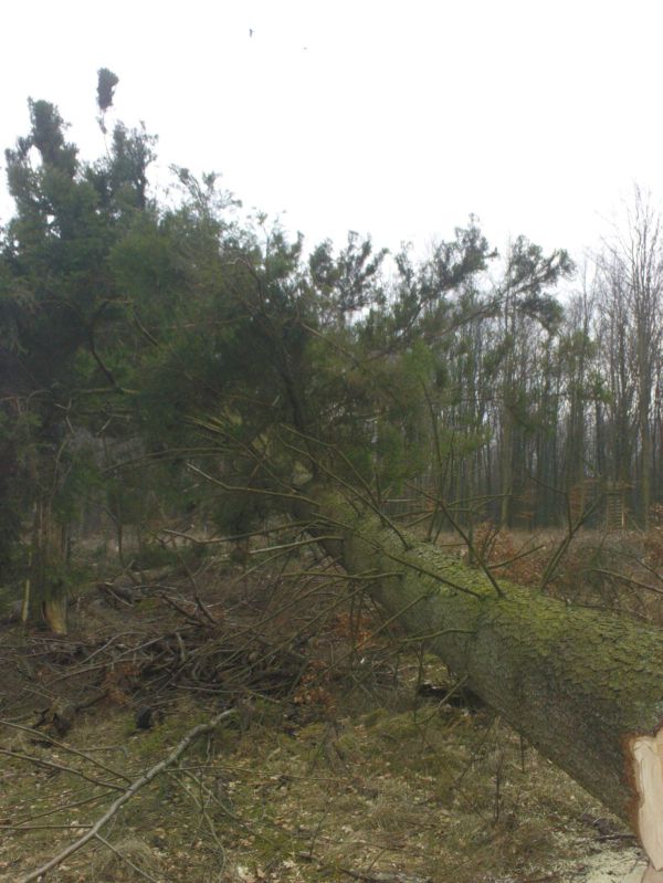 13Baum fällt.jpg