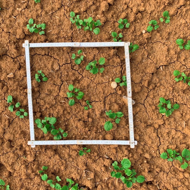 Winis Feldspieler sind da .JPG