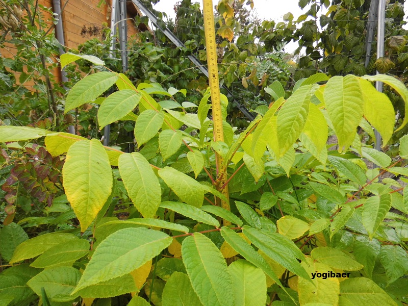 Schwarznuß 1jähriger Sämling.jpg