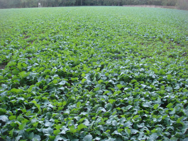 Winis Raps an der Waldesruh.JPG