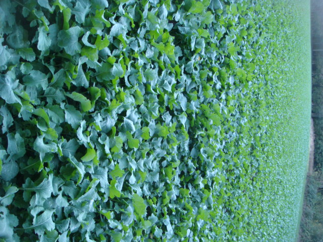 Winis Pflugraps 10.10.20.JPG