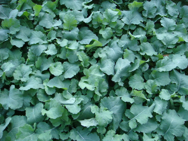 Pflug-Raps Wini 10.10.20.JPG