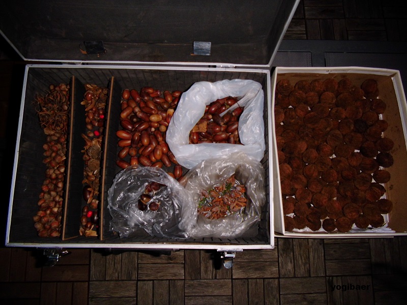 Saatgutsammlung 2020.jpg