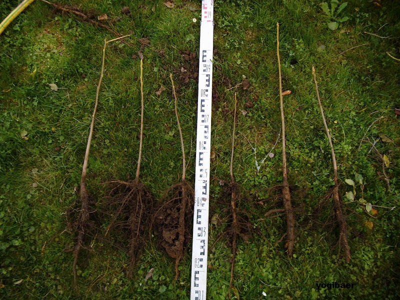 Juglans nigra 1jähriger Sämling.jpg