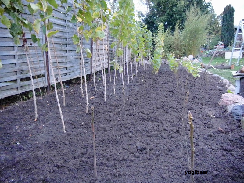 Das Beet ist voll.jpg