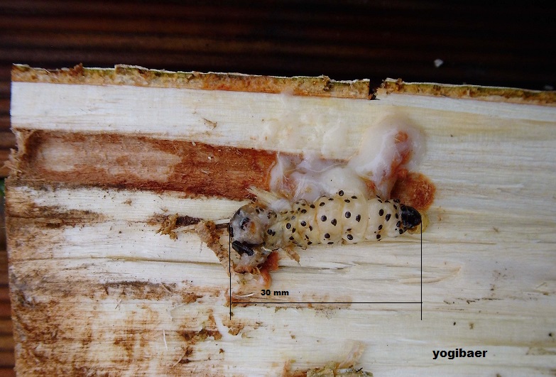 Blausieb, Zeuzeria pyrina, Larve.jpg