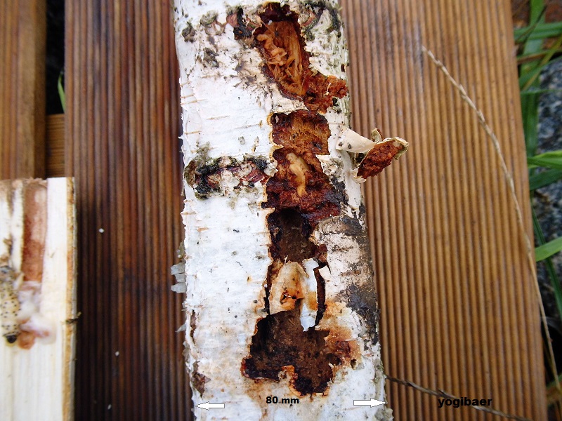 Blausieb, Zeuzeria pyrina, Fraßschaden.jpg