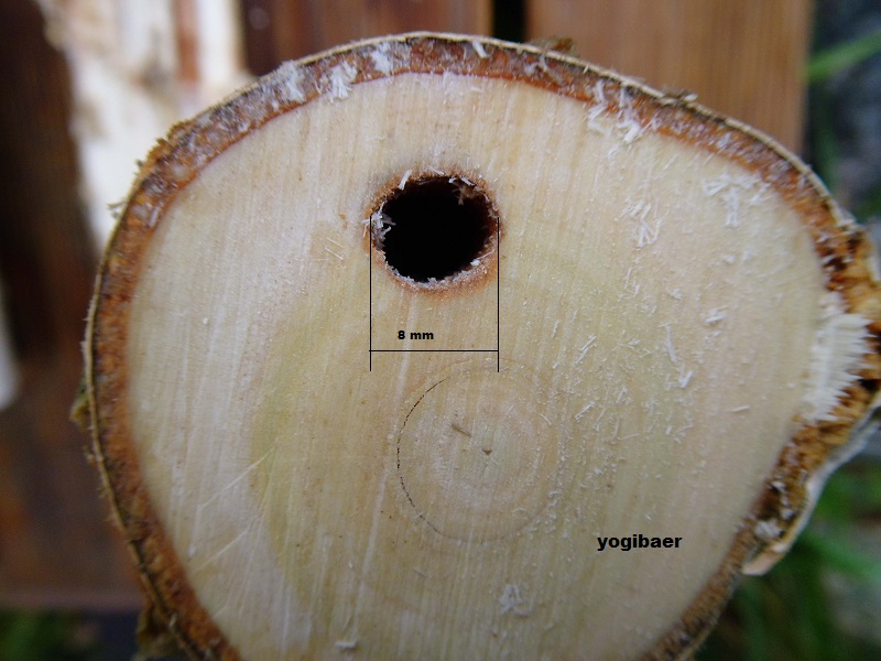 Blausieb,Zeuzeria pyrina, Fraßgang, Durchmesser.jpg