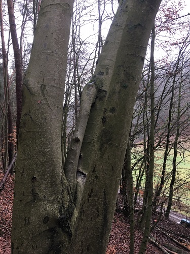 IMG_5582 - Kopie.JPG