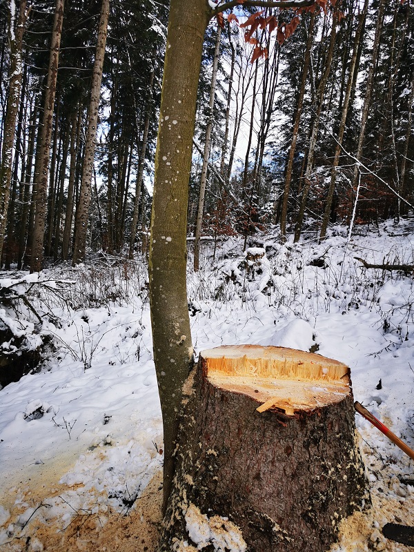 Buche an Fichtenstock.jpg